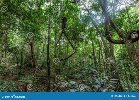 Lianas Que Cuelgan De árboles En Selva Tropical Imagen De Archivo