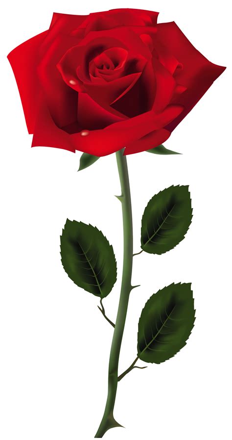Red Rose Png Art Picture Red Rose Png Red Roses Flower Images