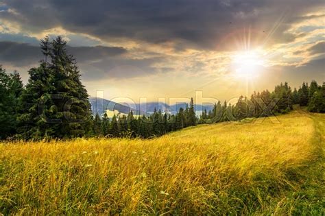 Meadow With Tall Grass On A Mountain Stock Image Colourbox