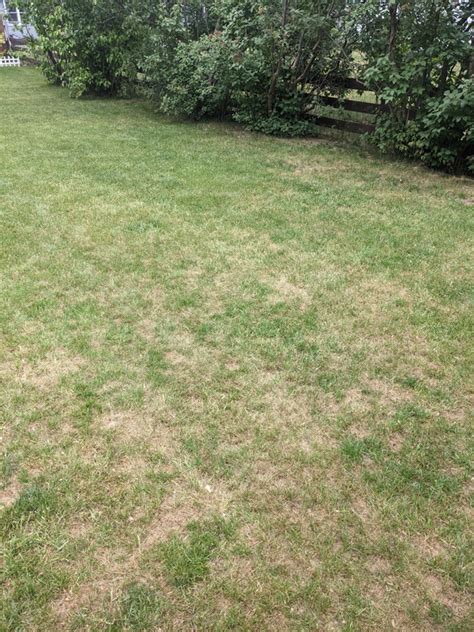 Dethatch your lawn when soils are moist, but not wet. Should I dethatch now? - The Lawn Forum