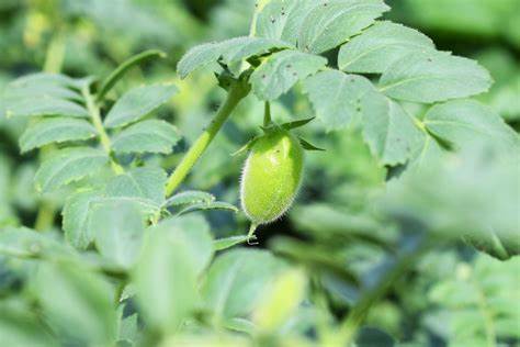 Диета горох нут Нут фото растения: Горох Нут — полезные свойства и выращивание. Фото Нут фото растения: Горох Нут — полезные свойства и выращивание. Фото Диета горох нут