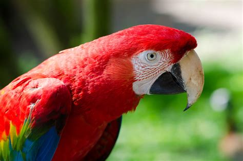 How Many Scarlet Macaw Subspecies Are There British Ornithologists