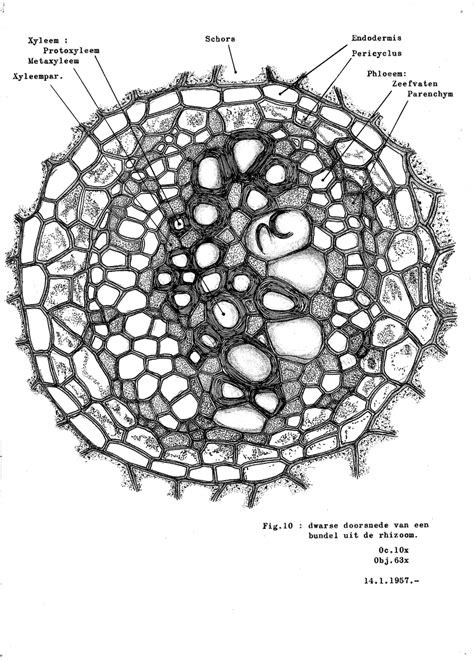 Cross Section Of Vascular Bundle In Rhizome Download