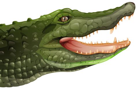 A Crocodile 365709 Vector Art At Vecteezy