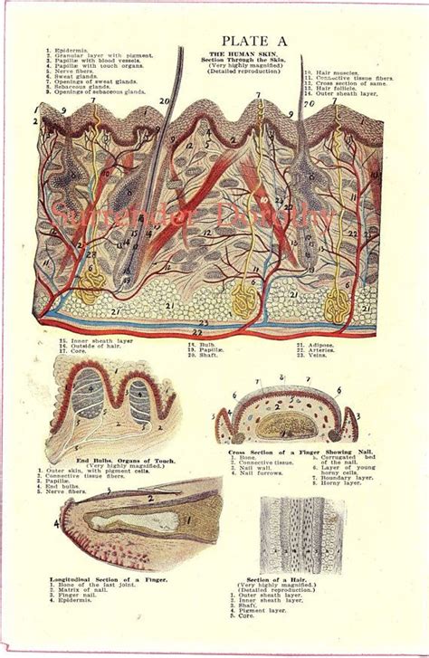 Dermatology Medical Chart Skin Human Anatomy 1920 Vintage Color