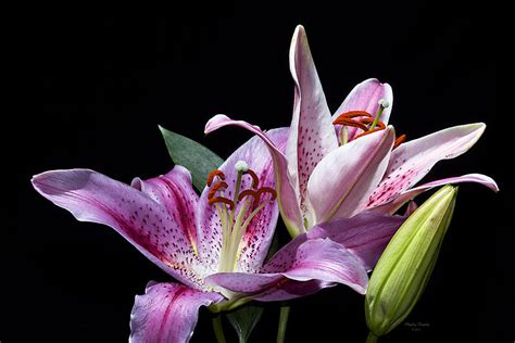 Two Star Lilies Photograph By Phyllis Denton Fine Art America