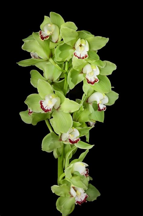 Green Cymbidium Orchid All Plants Indoor Plants Types Of Orchids Urban Aesthetic Cymbidium