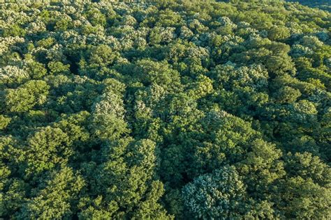 Aerial Top View Forest Forest View From Above Stock Image Image Of
