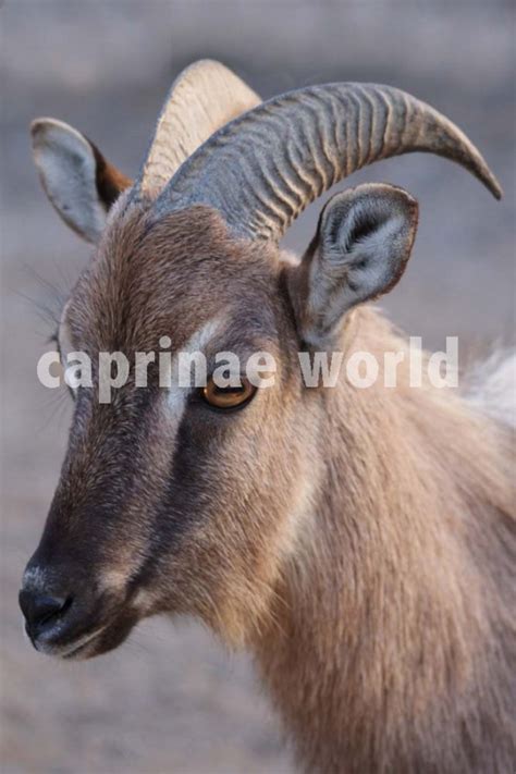 The Illustrated Dictionary Of Caprinae Horns Ralfs Wildlife And Wild