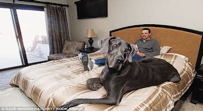 Inidia Anjing Paling Besar Di Dunia CholikNF