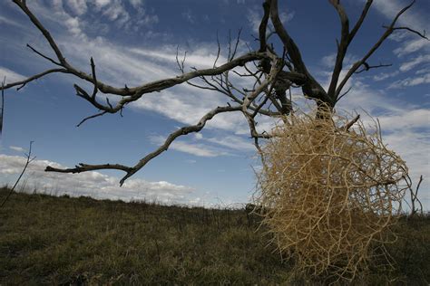 hairy panic tumbleweed buries homes in southeast australia time