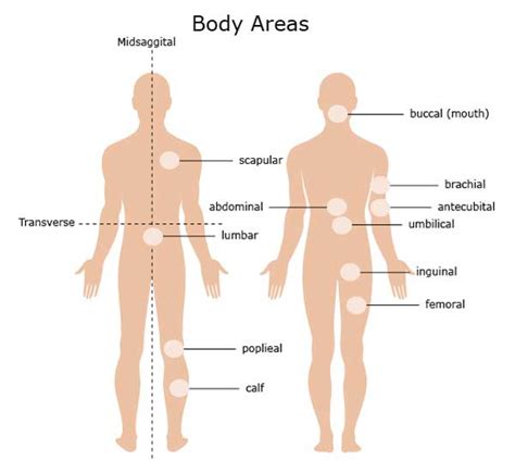 In this human body drawing tutorial, you'll learn basic human body outline drawing techniques. Anatomical Terms & Meaning: Anatomy Regions, Planes, Areas ...