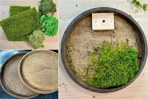 Diy Moss Wall Art Step By Step Instructions And Care Tips