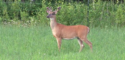 Surprised Deer Report Is Not Controversial