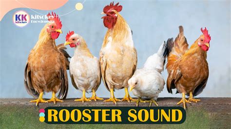 Rooster Sound Rooster Crowing Rooster Sound Effect Rooster Sound