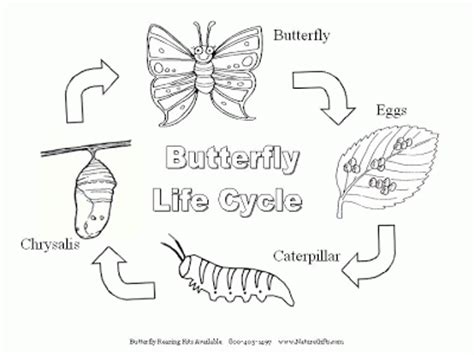Key vocabulary includes the 4 stages of the butterfly and terms closely related to help support understanding. Picasso Preschooler: The Very Hungry Caterpillar