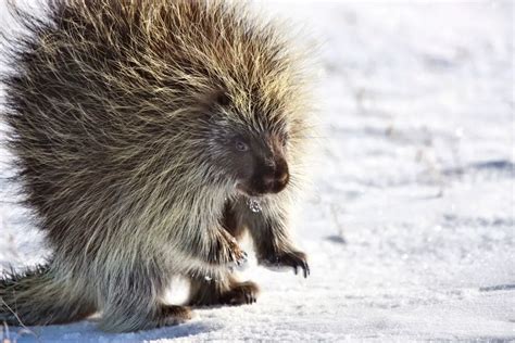 Do Porcupines Hibernate Why How Long Where Naturenibble