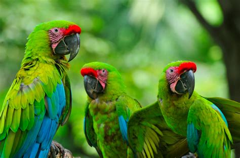 Three Rare Sought After Birds Of Nicaragua Jicaro Island
