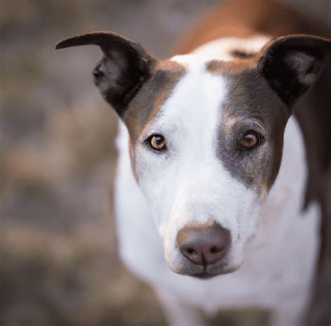 Border Collie Pitbull Mix All You Need To Know