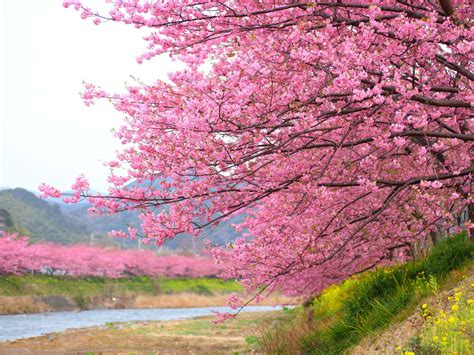 Pink Flowers Blooming Cherry Tree In Kawazu Japan Wallpaper Hd For