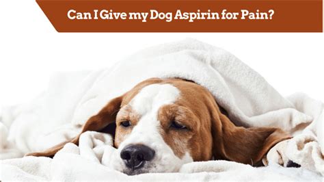 How Much Aspirin Is Safe For A Dog