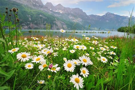 Daisy Flowers Near The Alpine Lake Stock Image Everypixel