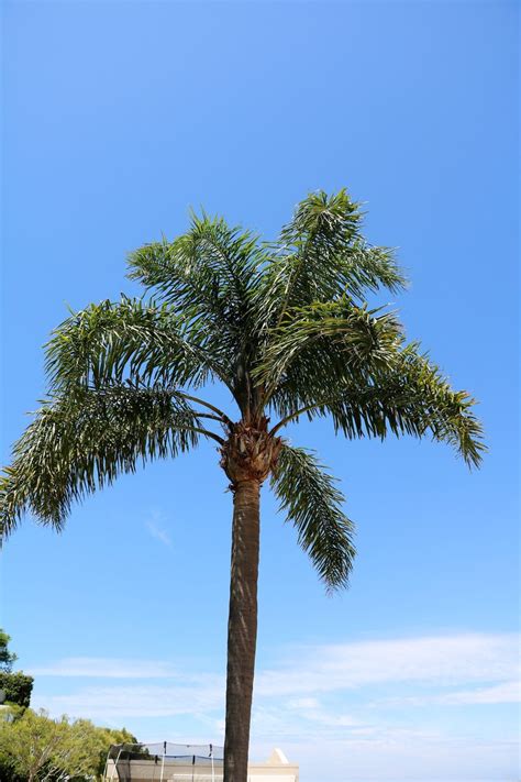Queen Palm Tree Information: Tips On Caring For Queen Palms