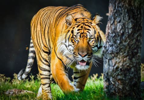 Orange Tiger Wild Cat Predator Face Tongue Wallpapers Hd