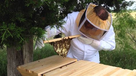 A top bar hive might be the bee space matters in hive construction. 3 week inspection for the Spot On Farm Kenyan Top Bar ...