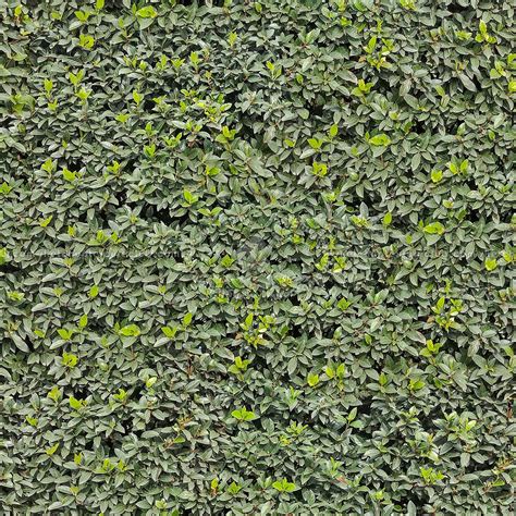 Hedges Textures Seamless