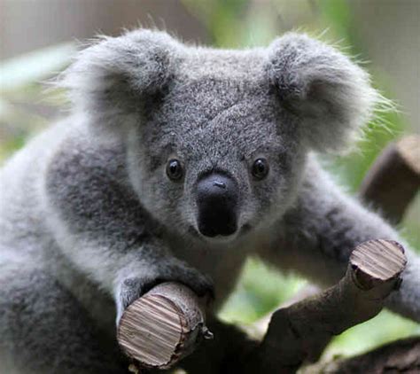 Koala Bear Interesting And Amazing All Basic Facts