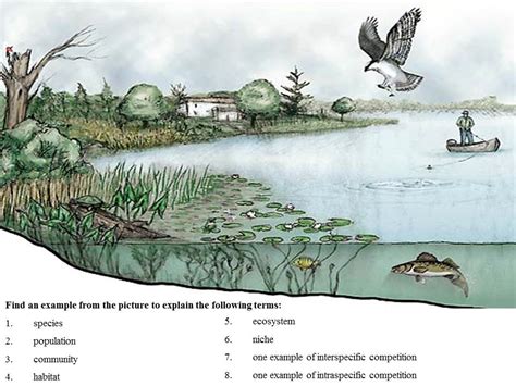 Ecological Terms Teaching Resources The Science Teacher