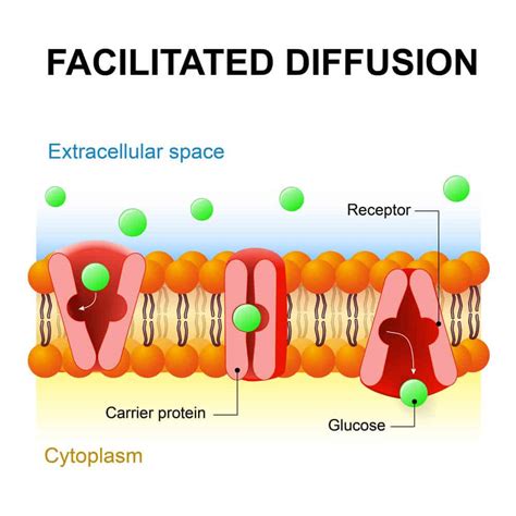 3 Types Of Diffusion Plus Examples For Each