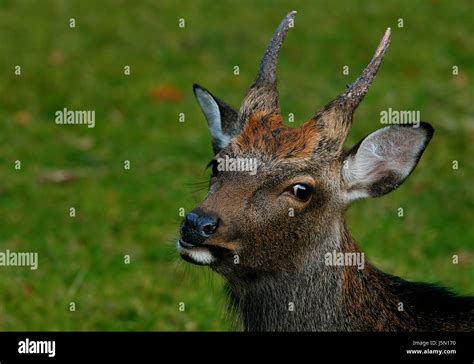 Dybowski Sika Hi Res Stock Photography And Images Alamy