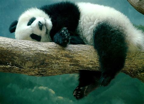 Tapeta Na Monitor Zvířata Stromy Zvířata Panda Medvědi Příroda