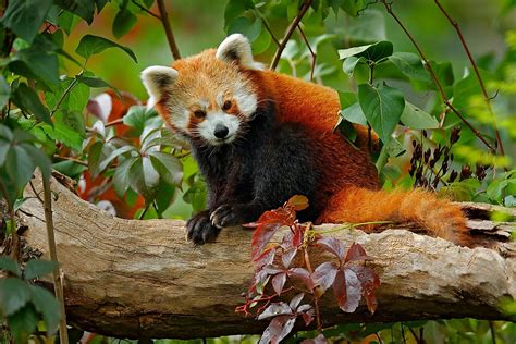 Red Panda In A Tree