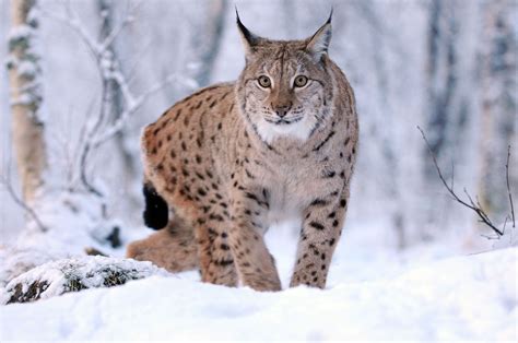 Arctic Lynx Lynx National Animal Eurasian Lynx