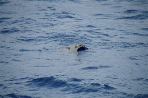 Japan searching for 10 people aboard crashed military helicopter | Reuters