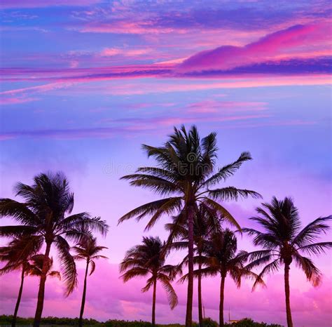 Miami Beach South Beach Sunset Palm Trees Florida Stock Image Image