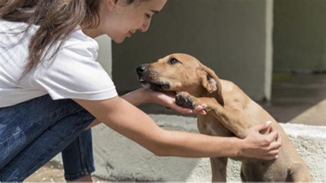 La Importancia De La Adopción De Perros Animalados