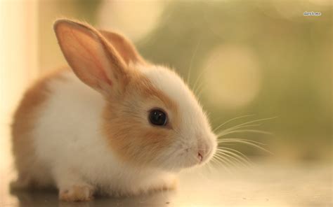 47+ Cute Baby Bunnies Wallpaper on WallpaperSafari
