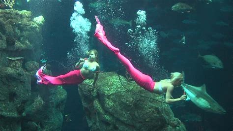 Florida Mermaids Swimming At Sc Aquarium Wciv