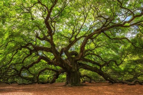 Despite Debate Even The Worlds Oldest Trees Are Not Immortal