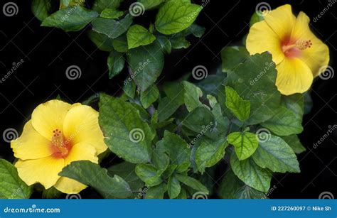 Yellow Hibiscus Flowers Stock Image Image Of China 227260097