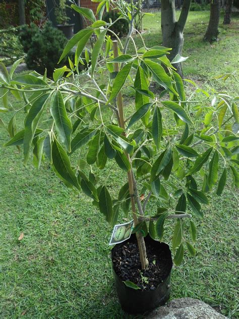 Can be grown here in phoenix, az. Forum: White Sapote
