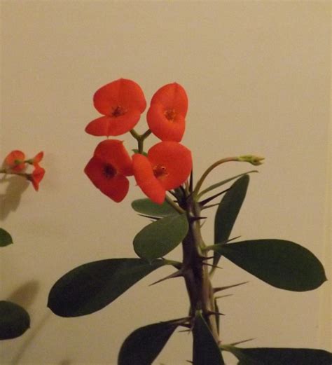 We chose these exceptional plants for their quality, good looks, and ease of care. Crown of Thorns: An Interesting Houseplant | Dengarden
