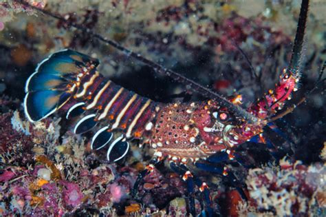 Banded Spiny Lobster Panulirus Marginatus · Inaturalist