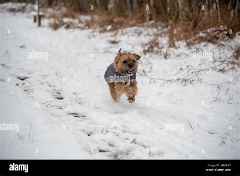 Dog Running In Snow Stock Photo Alamy