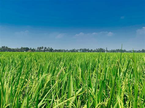 Rice Field Pictures Hd Download Free Images On Unsplash