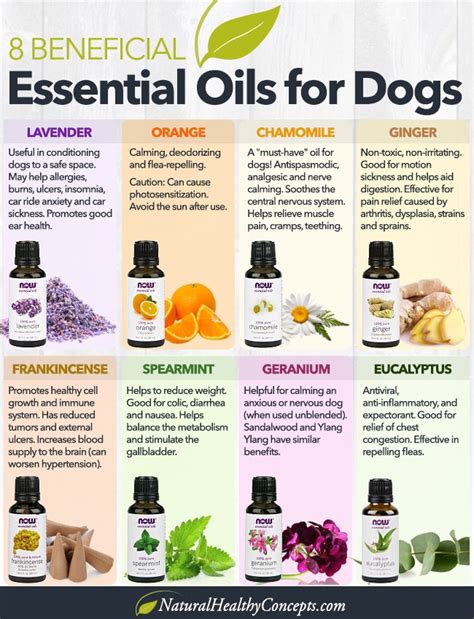 Essential oils are huge right now — for people and for pets. Beneficial Essential Oils For Dogs - Paws Give Me Purpose